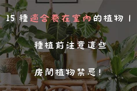 室內花草|15 種適合養在室內的植物｜種植前注意這些房間植物 